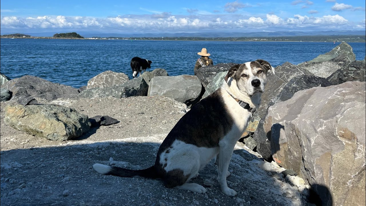 Humboldt Bay Jetty Fishing 6-17-22