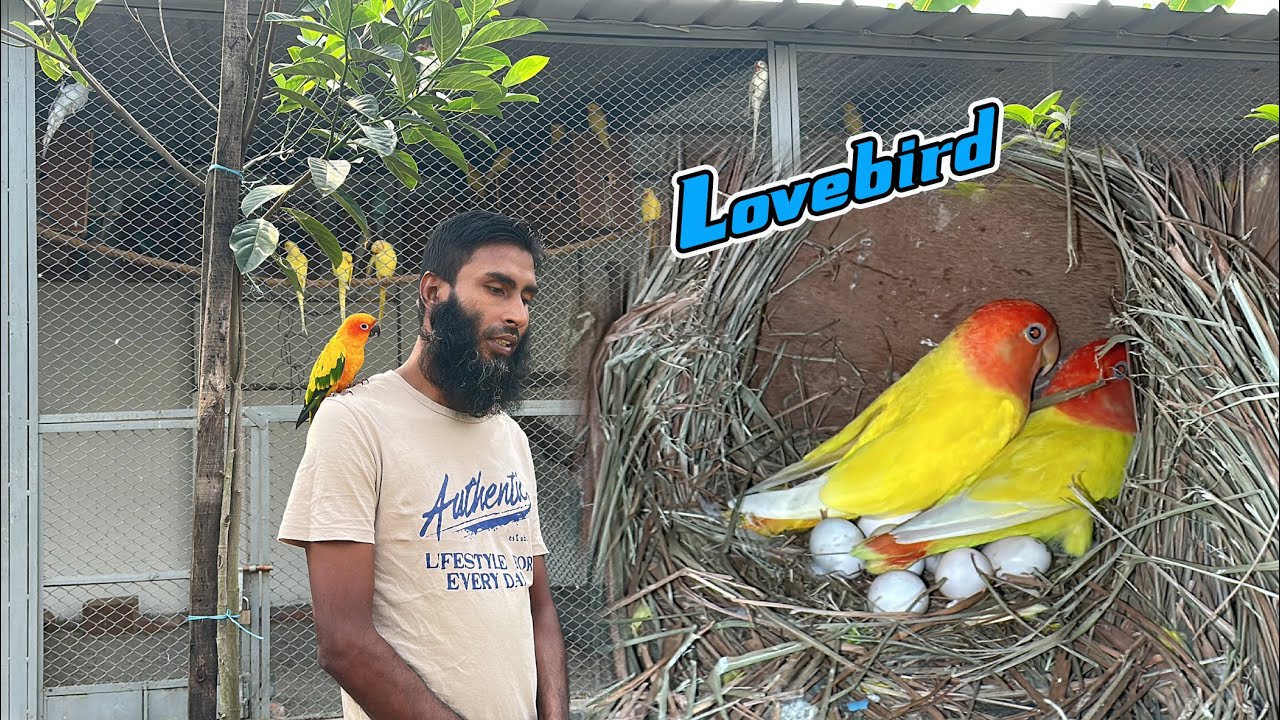 Outdoor Aviary তে লাভবার্ড পাখির বাচ্চা ফোটা শুরু করেছে || Bird's Canvas