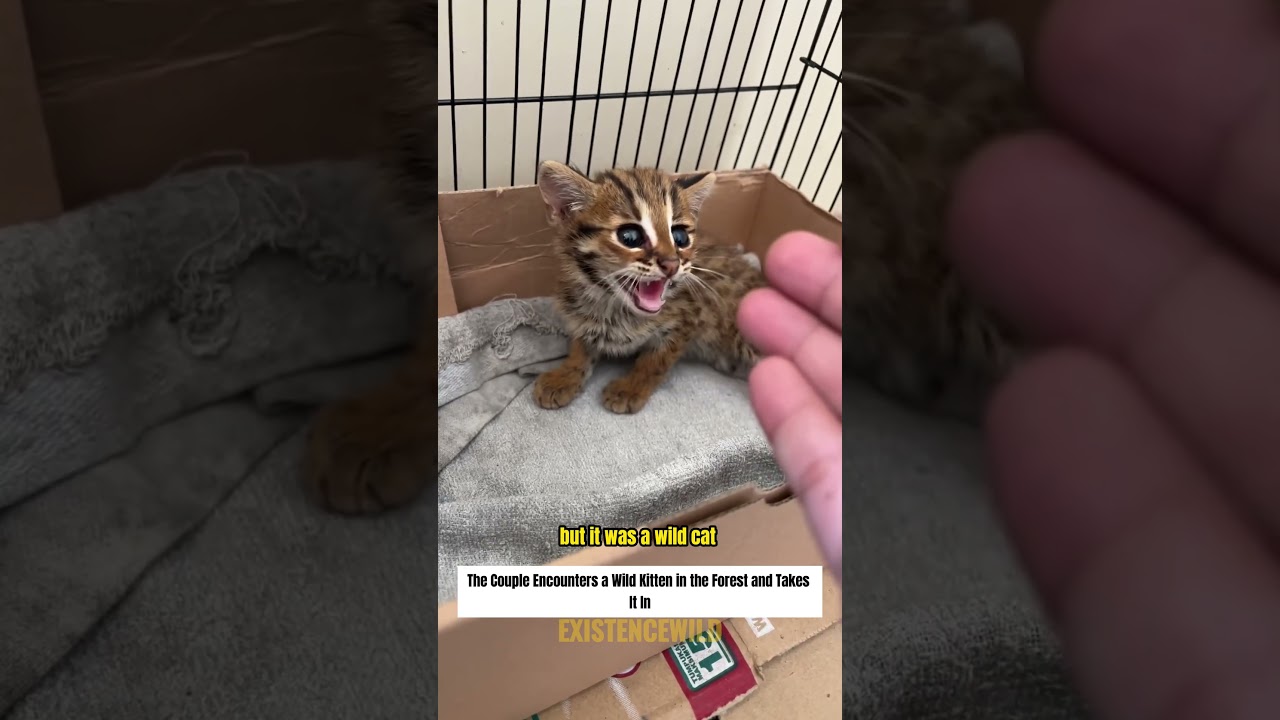 A Couple Encounters a Wild Kitten in the Woods and Adopts It