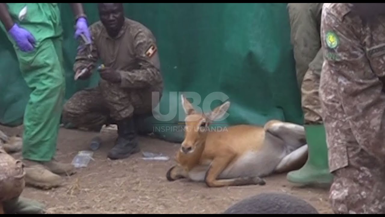 RANGERS STRUGGLE TO CAPTURE KOBS AS UGANDA WILDLIFE AUTHORITY TRANSLOCATES 200 KOBS TO KIDEPO