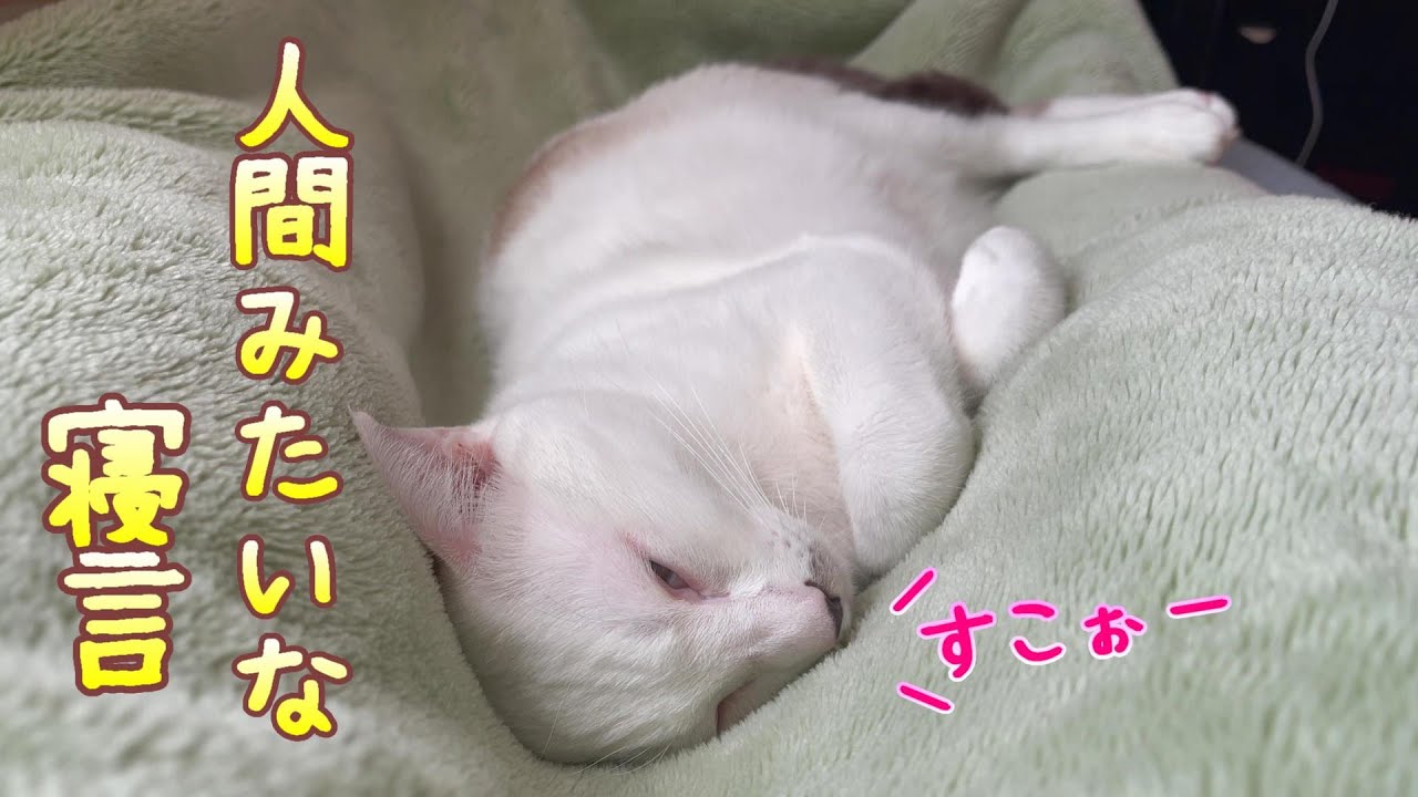 人間と変わらない寝言を言う弟猫に驚きました…