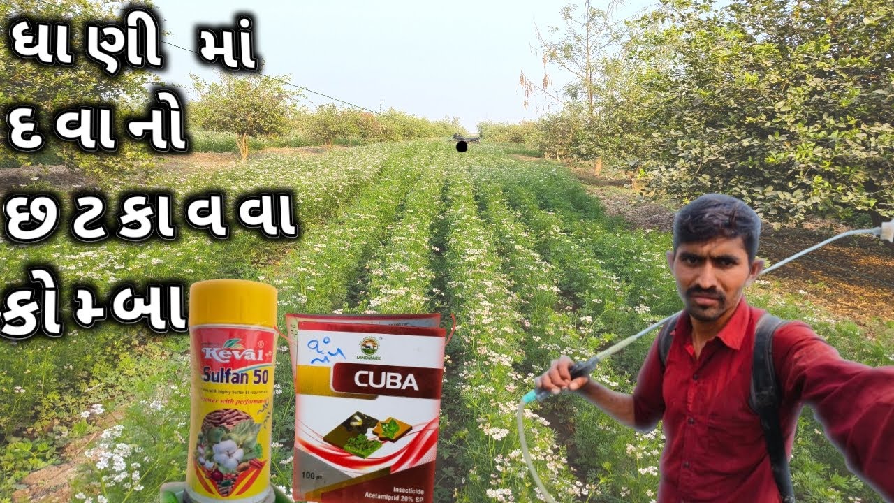 ધાણી માં દવાનો છંટકાવ // કરમણી કઠાણી 🤝ll comedy vlogs 