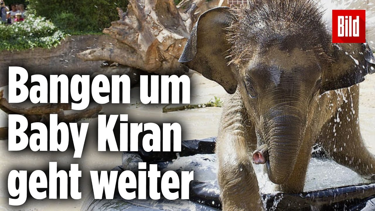 Untergewichtiges Elefanten-Baby Kiran | Leipziger Zoo