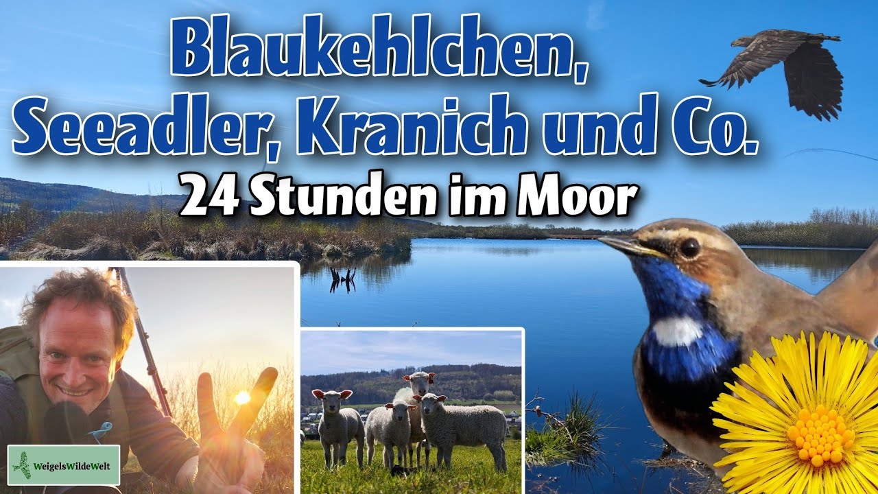 MOORABENTEUER: Blaukehlchen, Seeadler, Kranich und Co. Von V&ouml;geln, Pflanzen und Insekten 💚 #natur