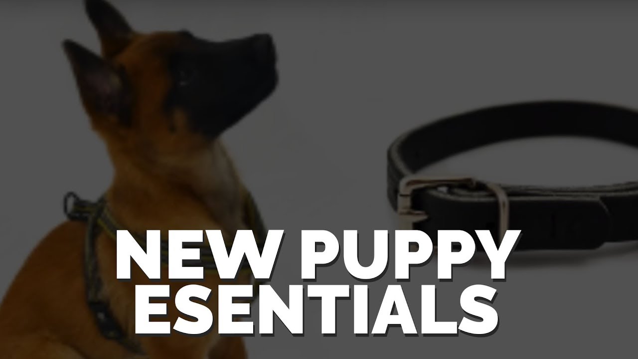 New Puppy Essentials