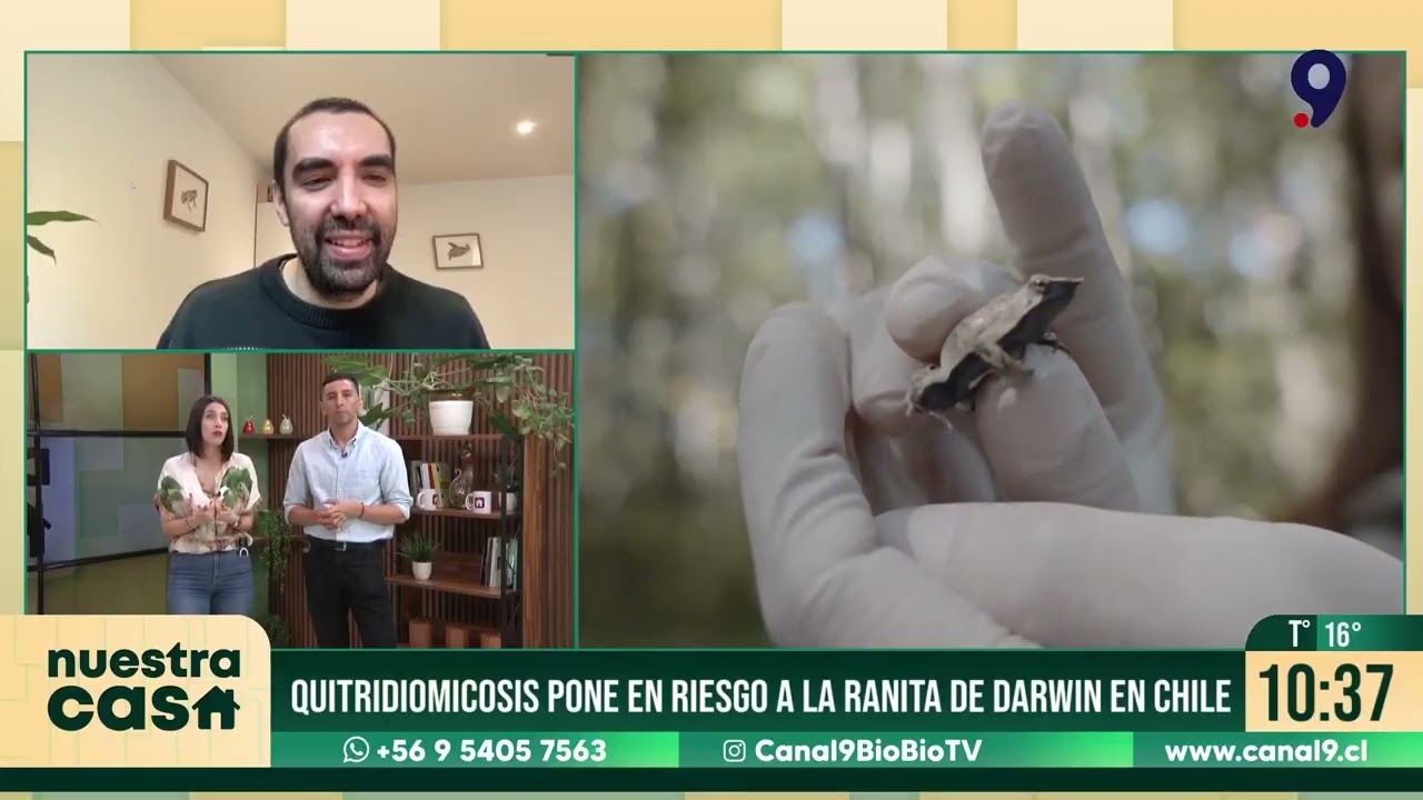 Mortal hongo amenaza la supervivencia de la ranita de Darwin