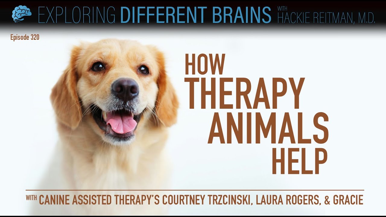 How Therapy Animals Help, with the Canine Assisted Therapy team | EDB 320