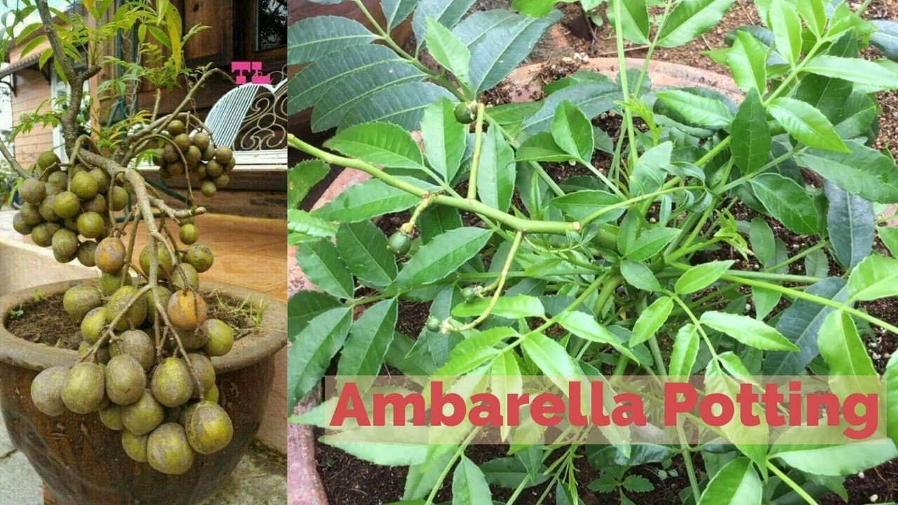 Ambarella tree growing in the Pot
