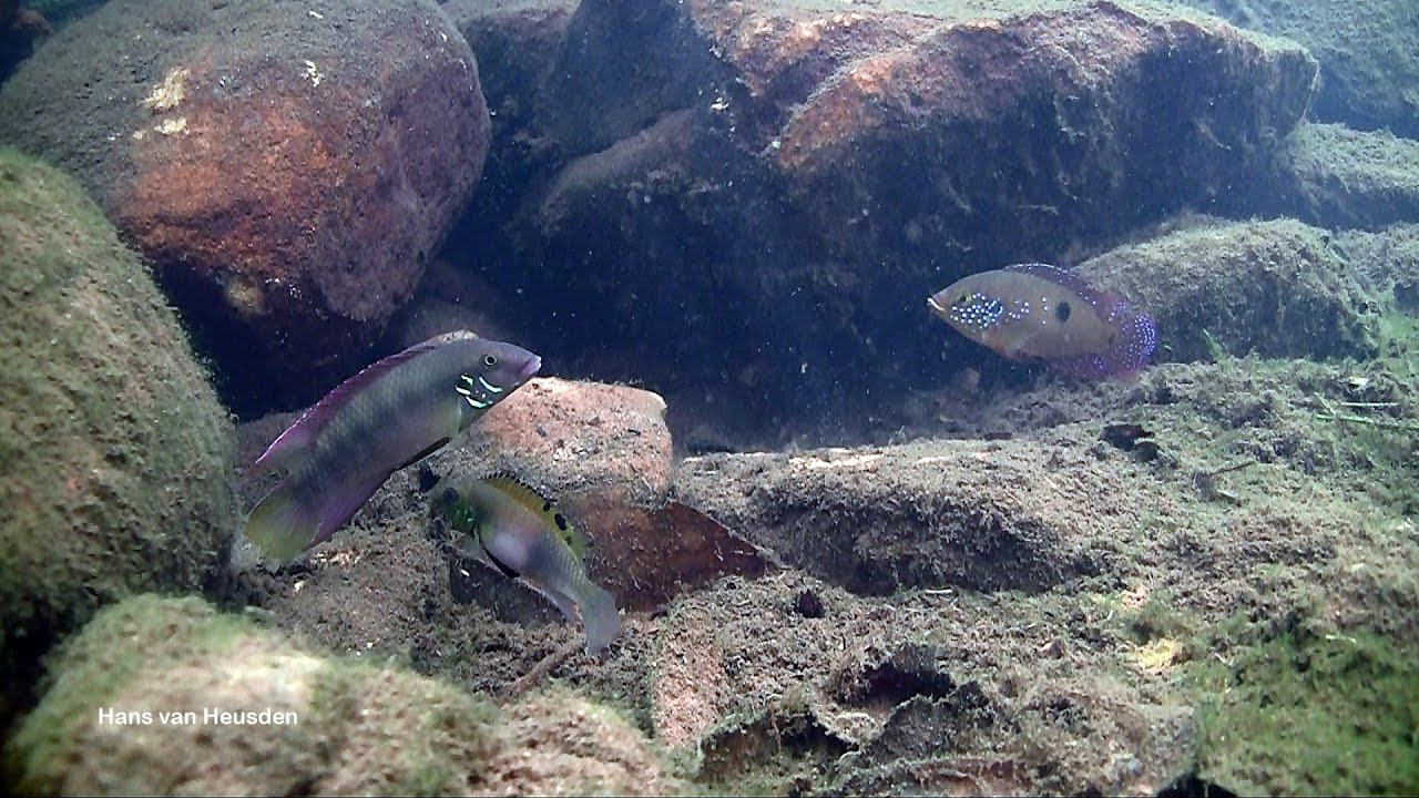 Some beautiful habitats in Guinea