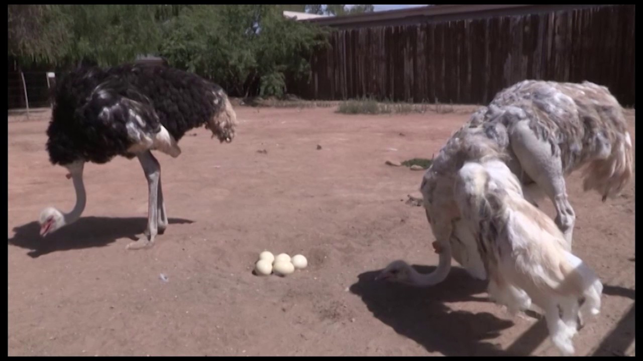 Safari Ostrich Show Farm
