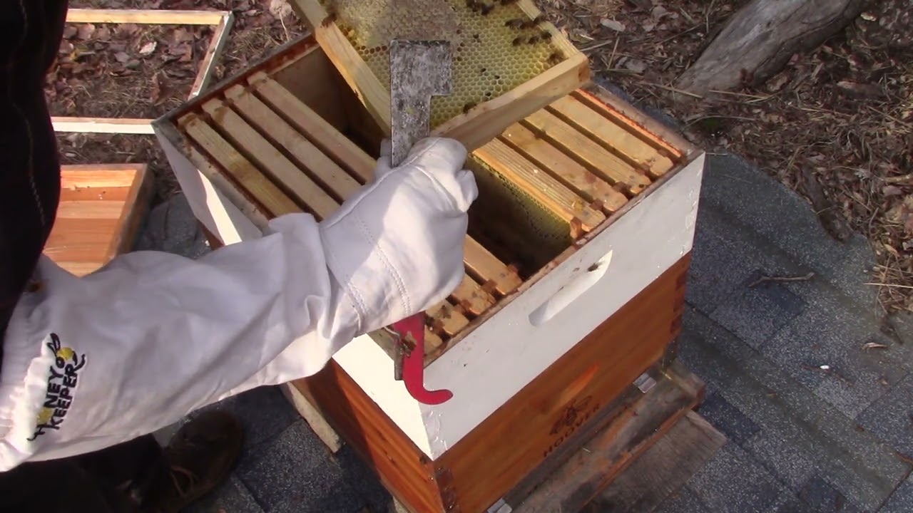 Checking On The Bees - Spring 2022