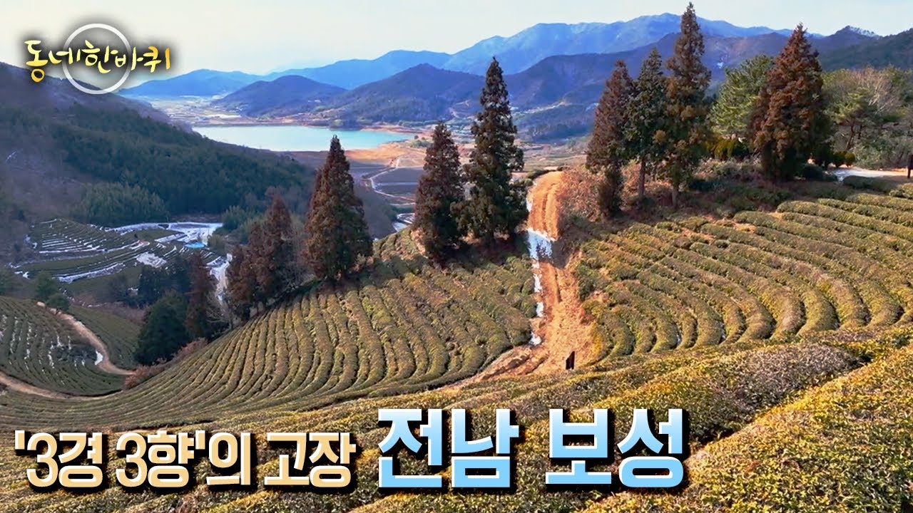 [동네 한 바퀴] 아름답고 향기로운 동네~ 싱그러운 차 향기 따라 걸으며 숨은 보석 같은 이야기를 찾아 전남 보성으로 떠난다 (KBS 20230218 방송)