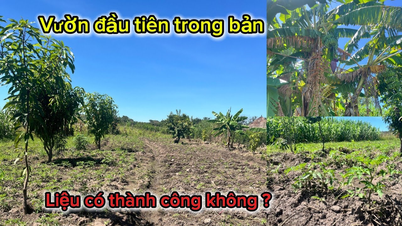 Thái Lâm Vlogs || Mô hình vườn đầu tiên trong bản . Mong rằng sự nỗ lực sẽ được nhận thành quả 
