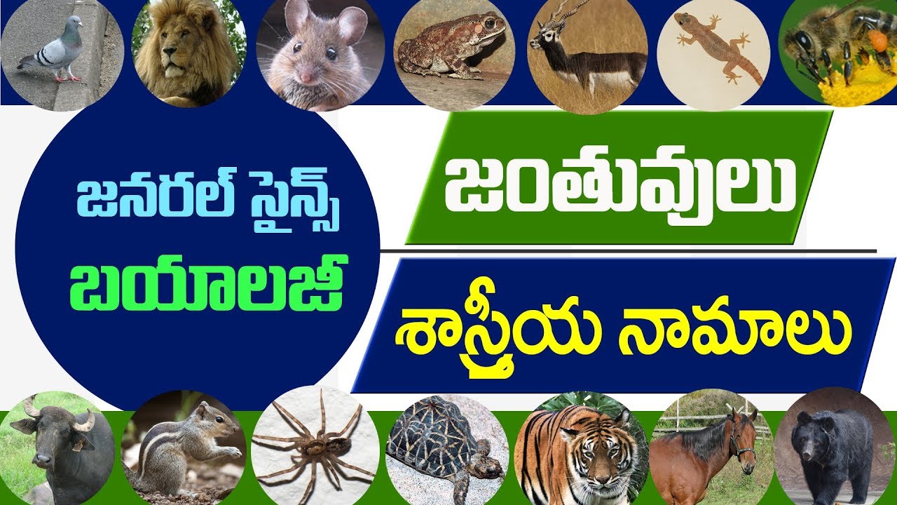 #Animals| scientific names in telugu : జనరల్ సైన్స్ బయాలజీ జంతువుల శాస్త్రీయ నామాలు