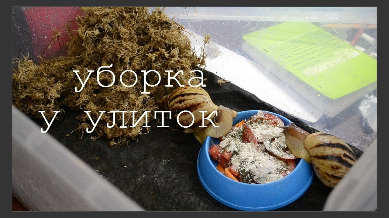 УБОРКА У УЛИТОК