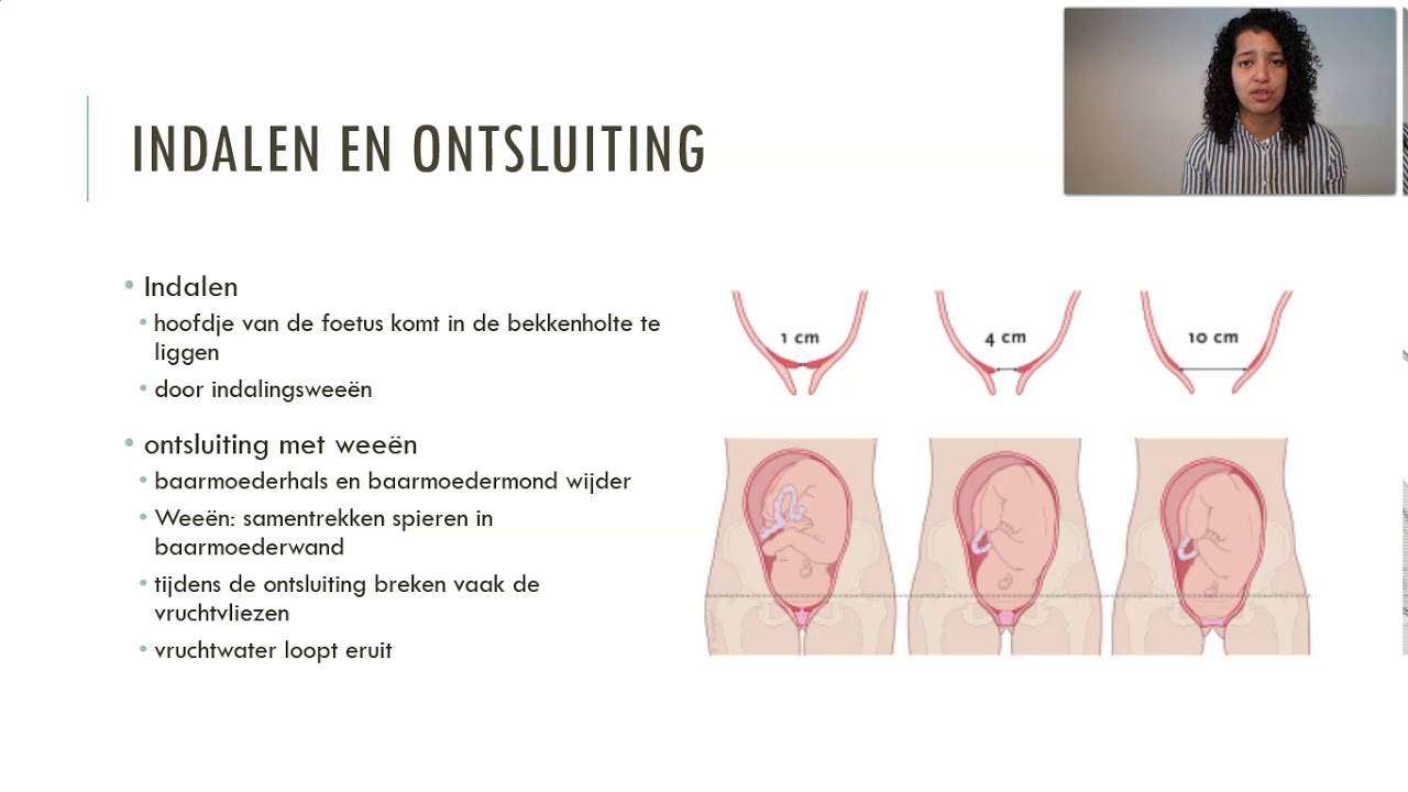 indaling, ontsluiting, uitdrijving en nageboorte