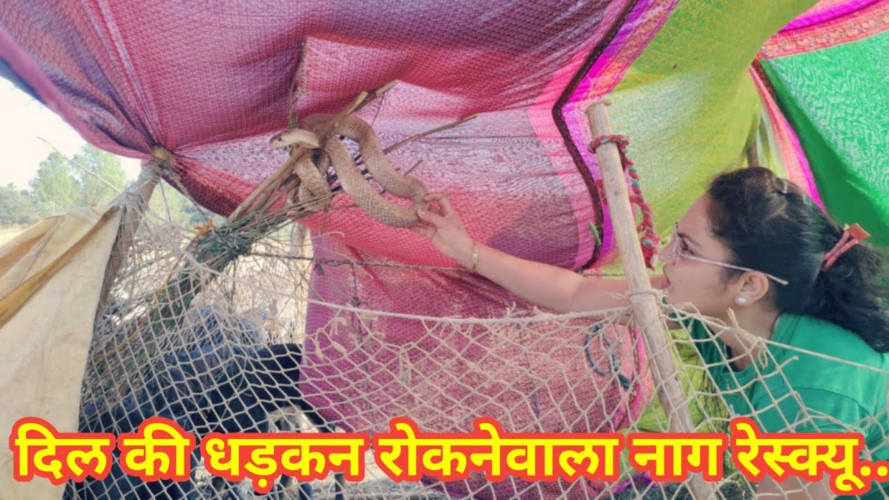 निडर, दबंग निर्ज़राका और एक खतरनाक रेस्क्यू.. Another dangerous cobra rescue mission by Nirzara.