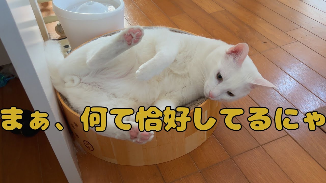【保護猫】🐈個性的な２匹の猫が可愛いにゃ🐈の巻【にゃんこ日和】【rescued cat】