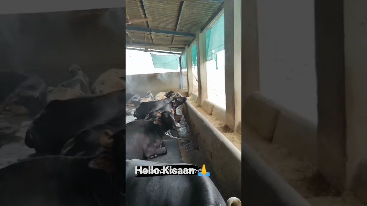 Dairy farming in Punjab 🐄🐄🐄,