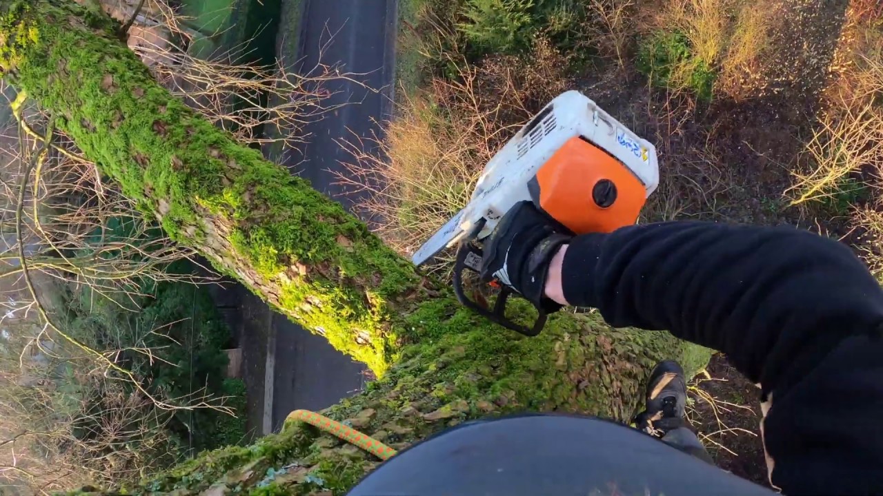 ABATTAGE D'UN SAUL STIHL MS 201 TC-M