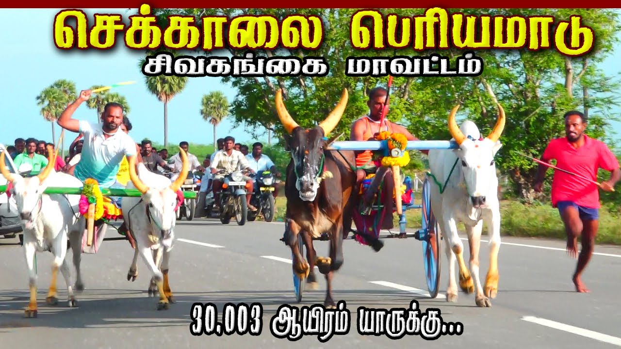 செக்காலை பெரியமாடு பந்தயம் 16.09.2025
