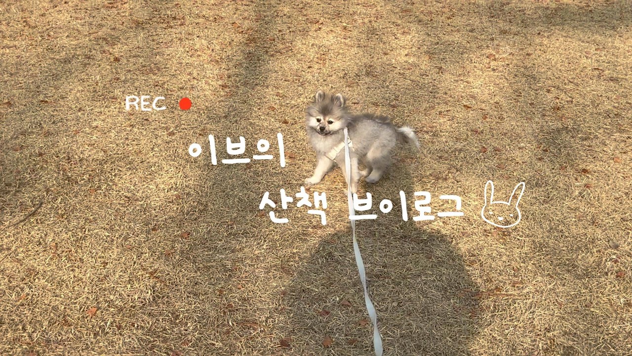 [강아지 산책/vlog]강아지 산책 브이로그… 저 오늘 처음 찍어봤어요🐶