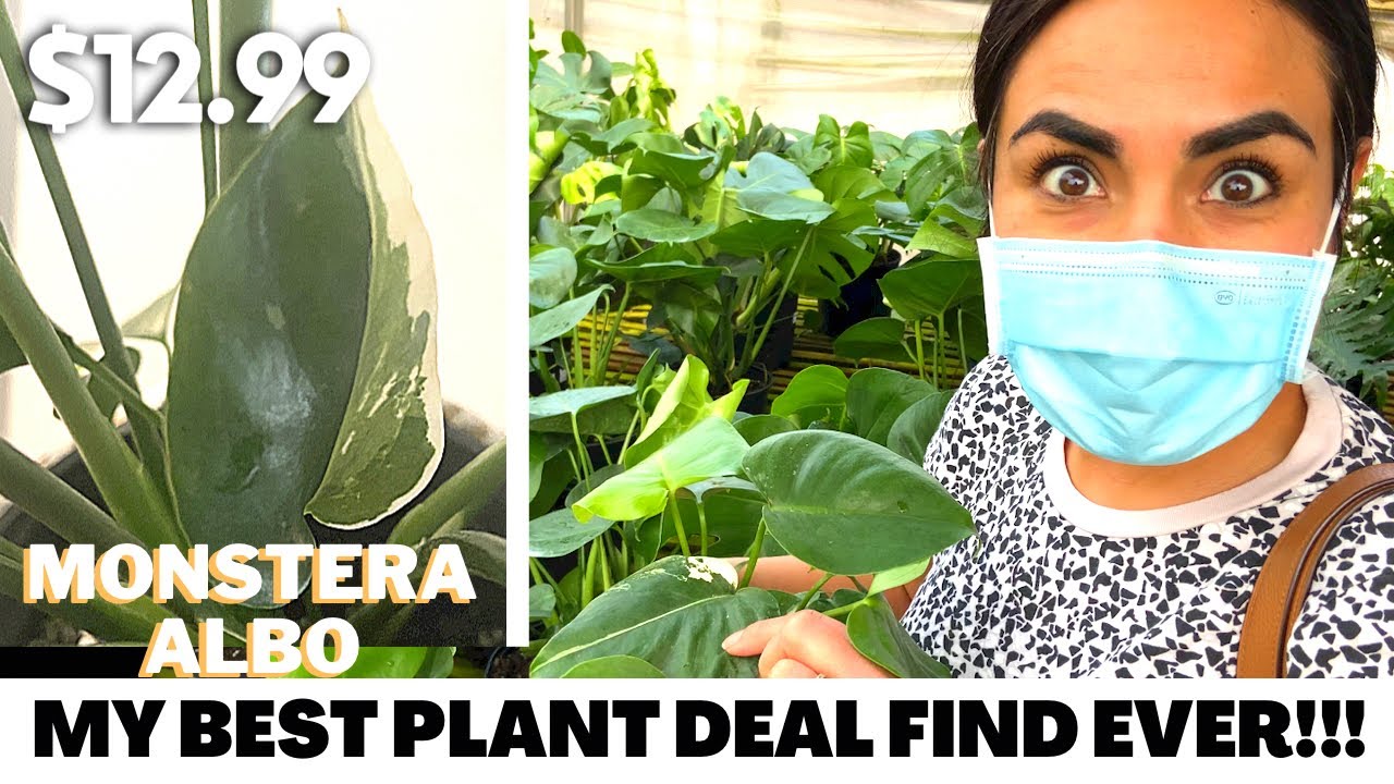Monstera Albo for $12.99 at my local Nursery!! / Plant Shopping / House Plant Tour / Best Plant Find