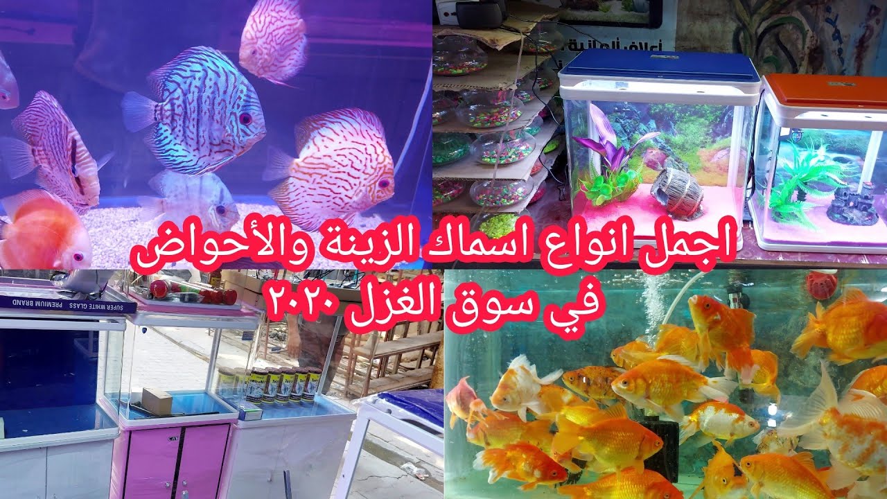 سوق الغزل لبيع اسماك الزينة اليوم 2020/9/8
