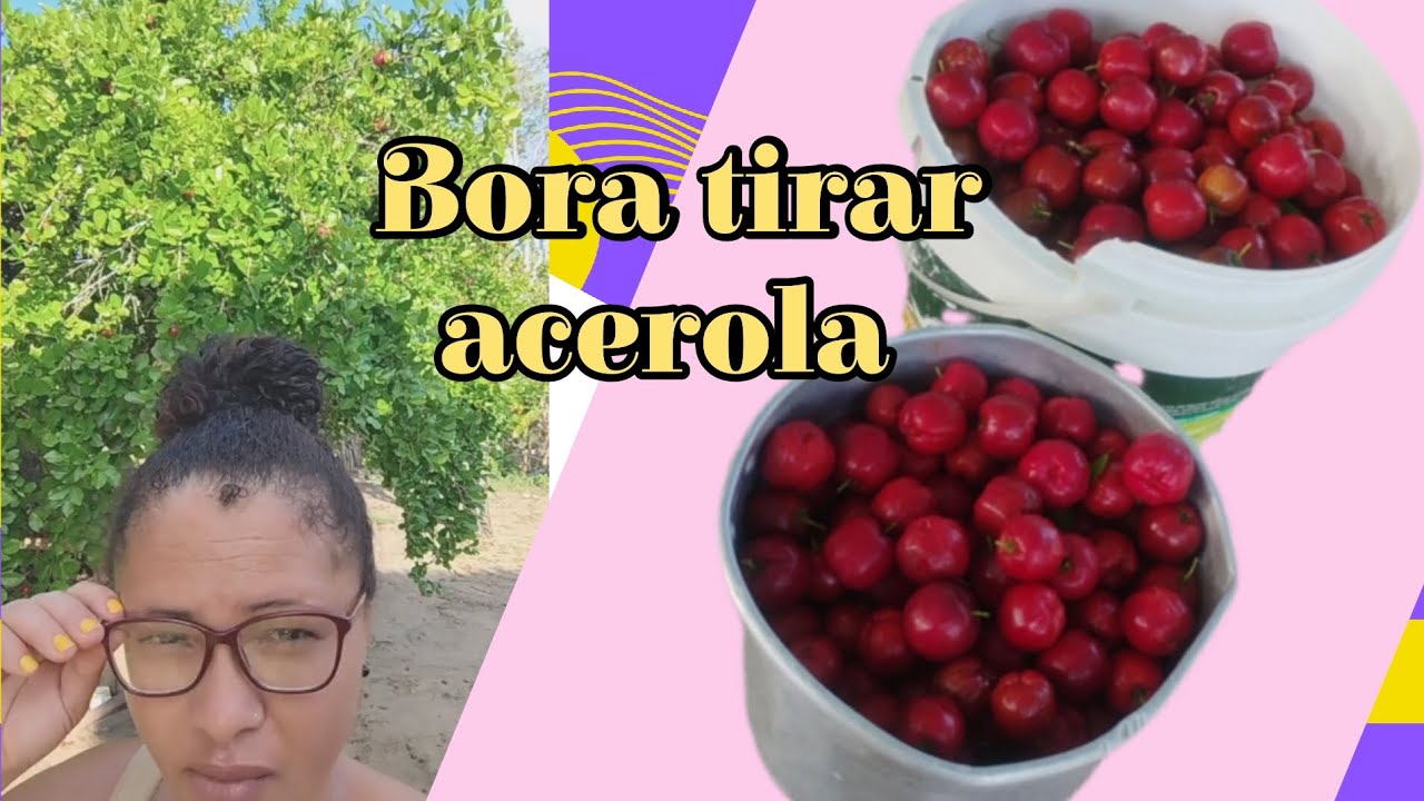 BORA TIRAR ACEROLA.