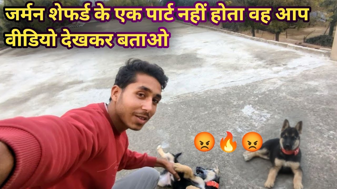 German Shepherd does not have a layer. You can tell by watching the video 🔥