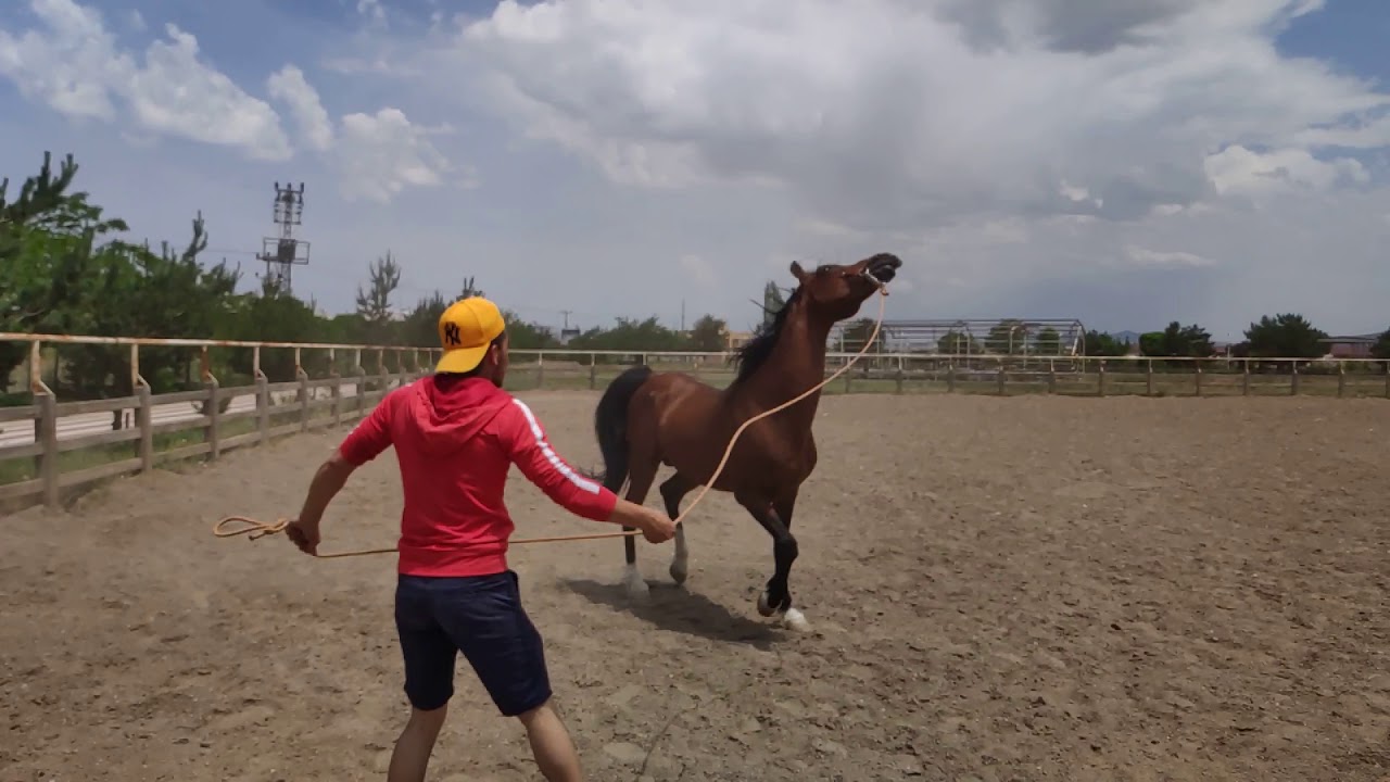 Arap atı / Emektar Dor At BULUTBEY