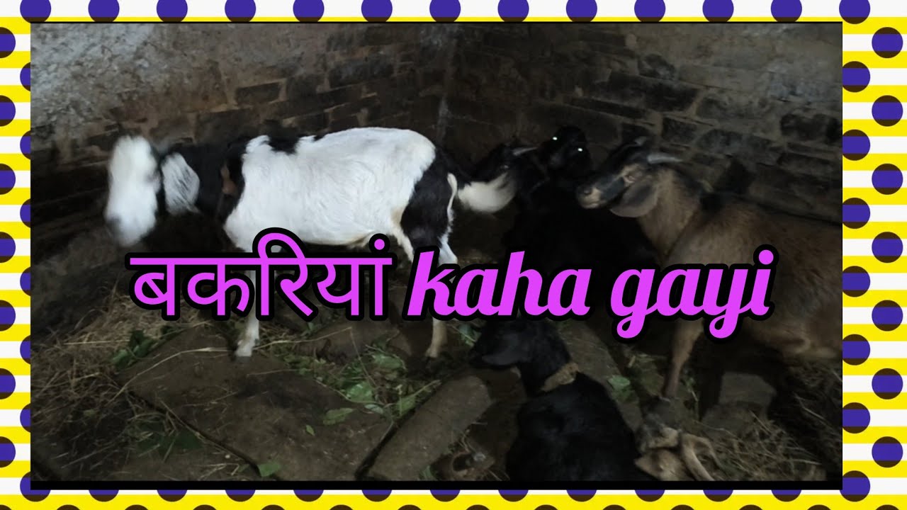 Aaj ke baad बकरियां rakhna band ❌ || jassu ki milking video 📸