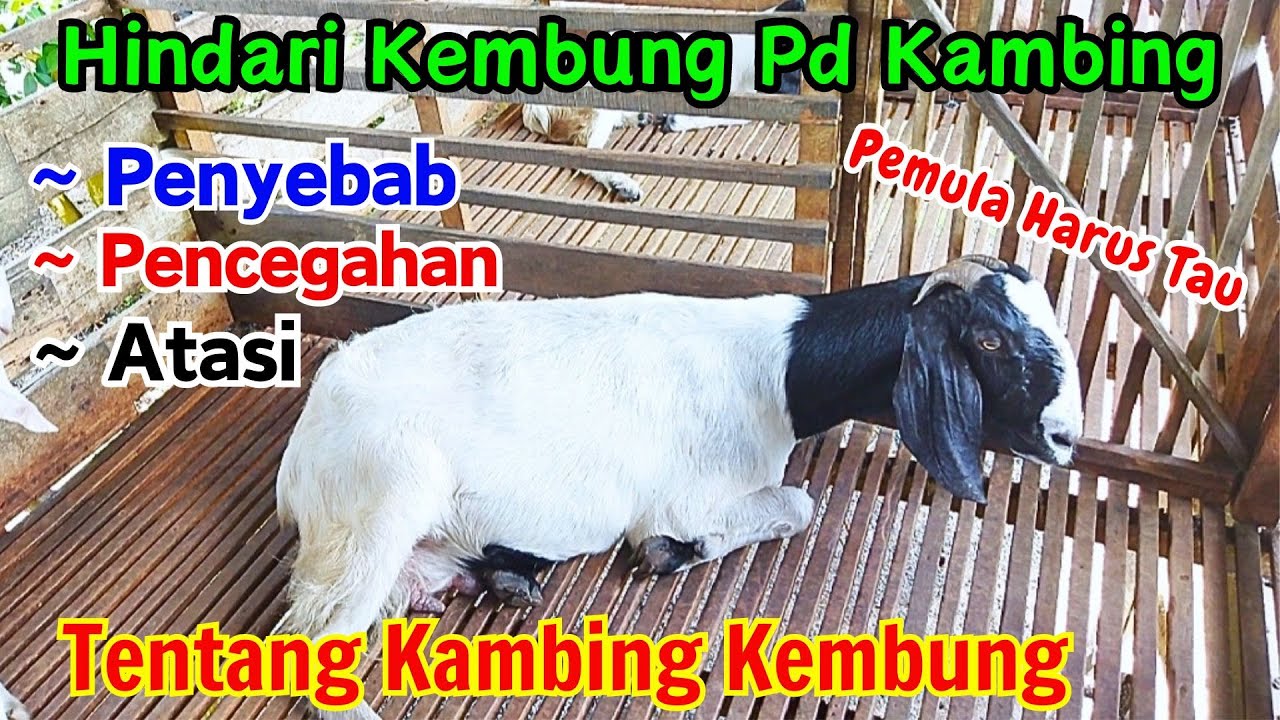 PENYEBAB KAMBING KEMBUNG SERTA CARA PENCEGAHAN NYA