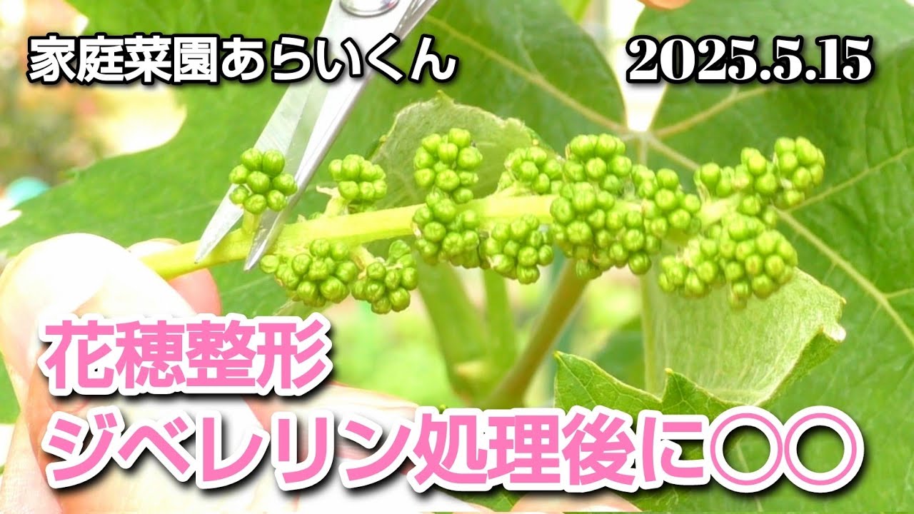 【シャインマスカット、黒系ぶどう】第１８０回、ジベレリン処理前にやりたい花穂整形【花房作り】