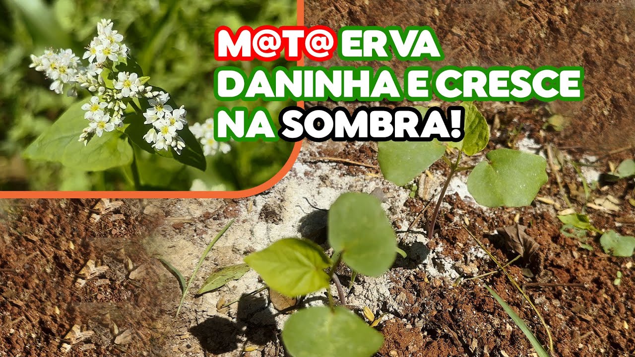 TRIGO SARRACENO, MOURISCO, TATARCA - É uma boa para o gado?