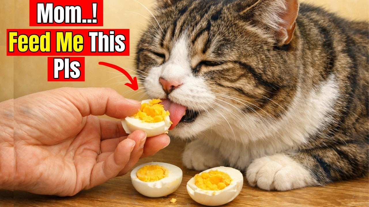 15 Human Foods Cats Love More Than Cat Food (Cheap & Healthy)