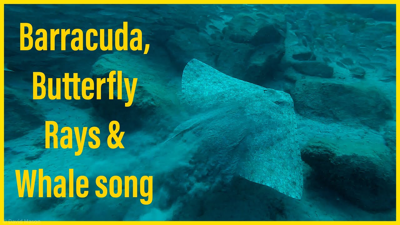 Diving in Tenerife part-1: The Palmar Wall 4K- Barracuda & Butterfly Rays