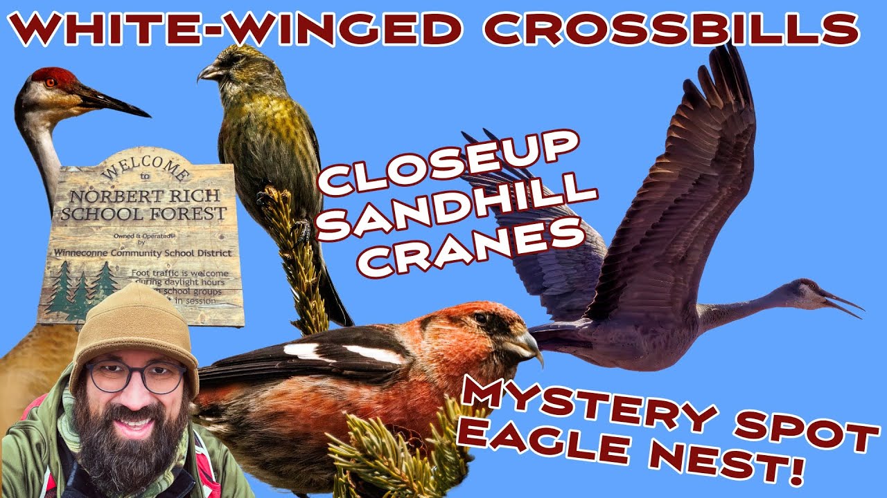 White-Winged Crossbills & a Secret Eagle Nest – Epic Wildlife Day!