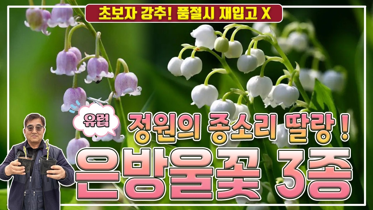 1년에 한번 봄을 여는 꽃🌸 딸랑~ 흔하지 않은 독일 은방울꽃 3종! 🔔