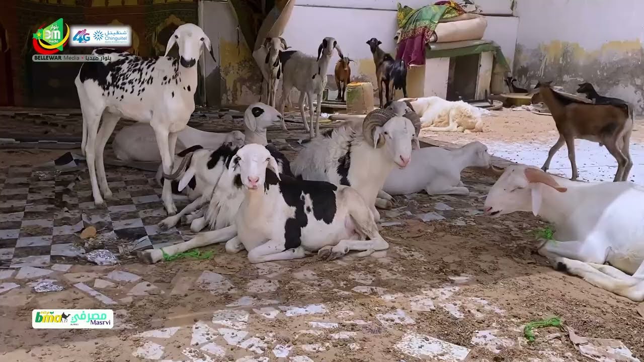 المجلس الموريتاني لسيدات الاعمال ينظم معرضًا للتنمية الحيوانيه  بنواكشوط.