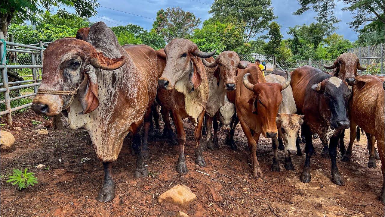🐄🤠Vacunando a todo este ganado en menos 30 minutos mira como es de f&aacute;cil 😱🐄