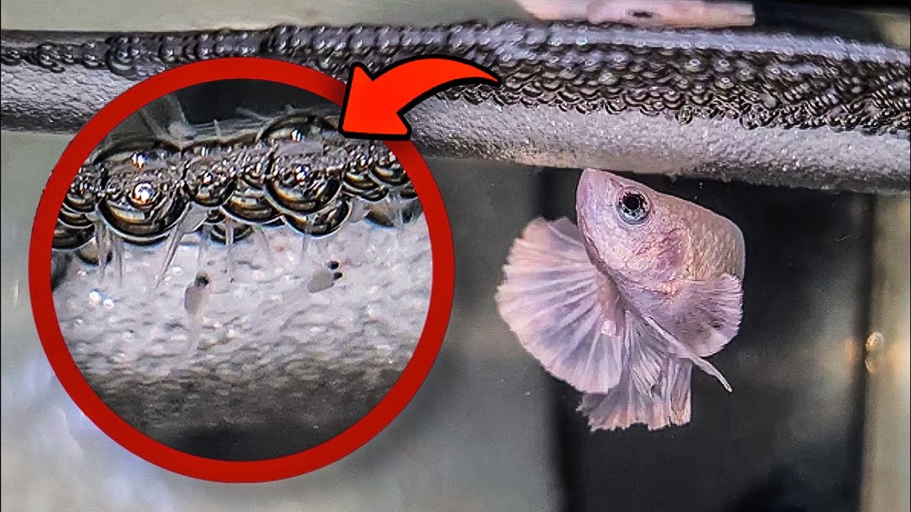 🔴BETTA NASCENDO 🐟|ATÉ 4 DIAS DE VIDA|