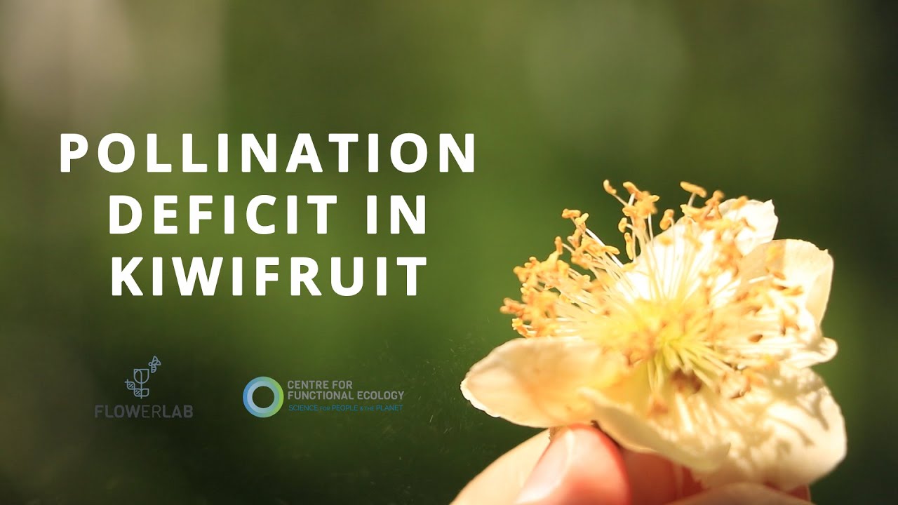 Pollination deficit in kiwifruit