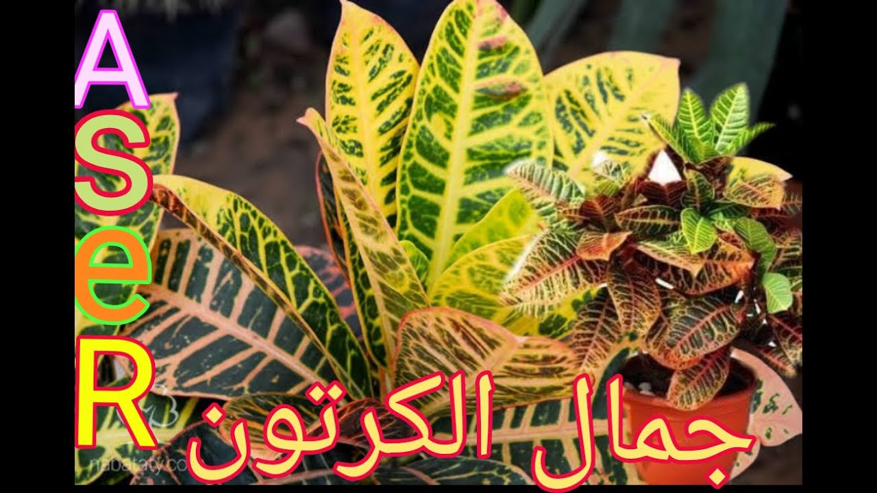 كيف يتم زراعه نبات الكرتون وحل المشاكل التي يواجهها النبات