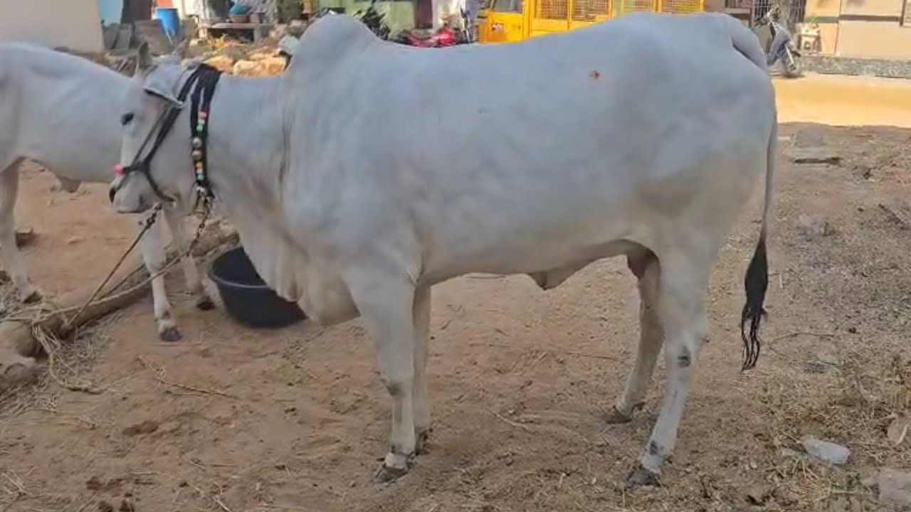 పాలు ఇచ్చే ఒంగోలు ఆవు పెయ్య దూడతో అమ్మకానికి ఉంది | Ongole cow for sale with female calf