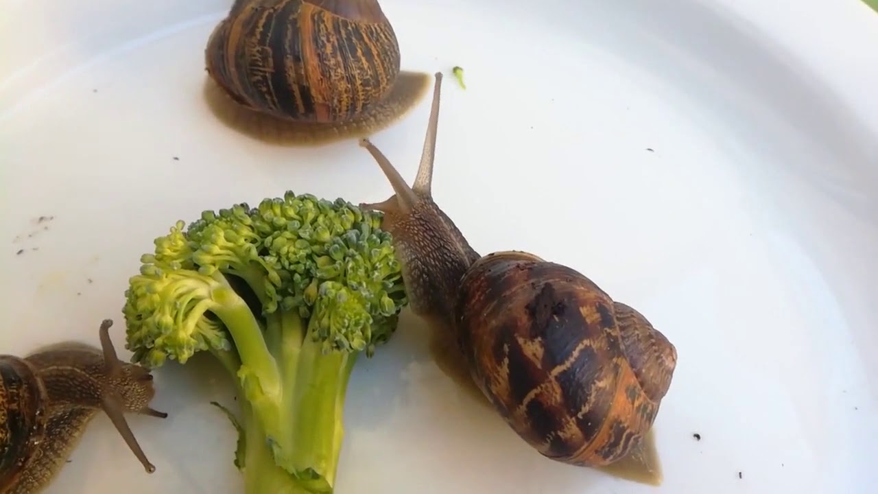Que mangent les escargots ? -  expérience 3