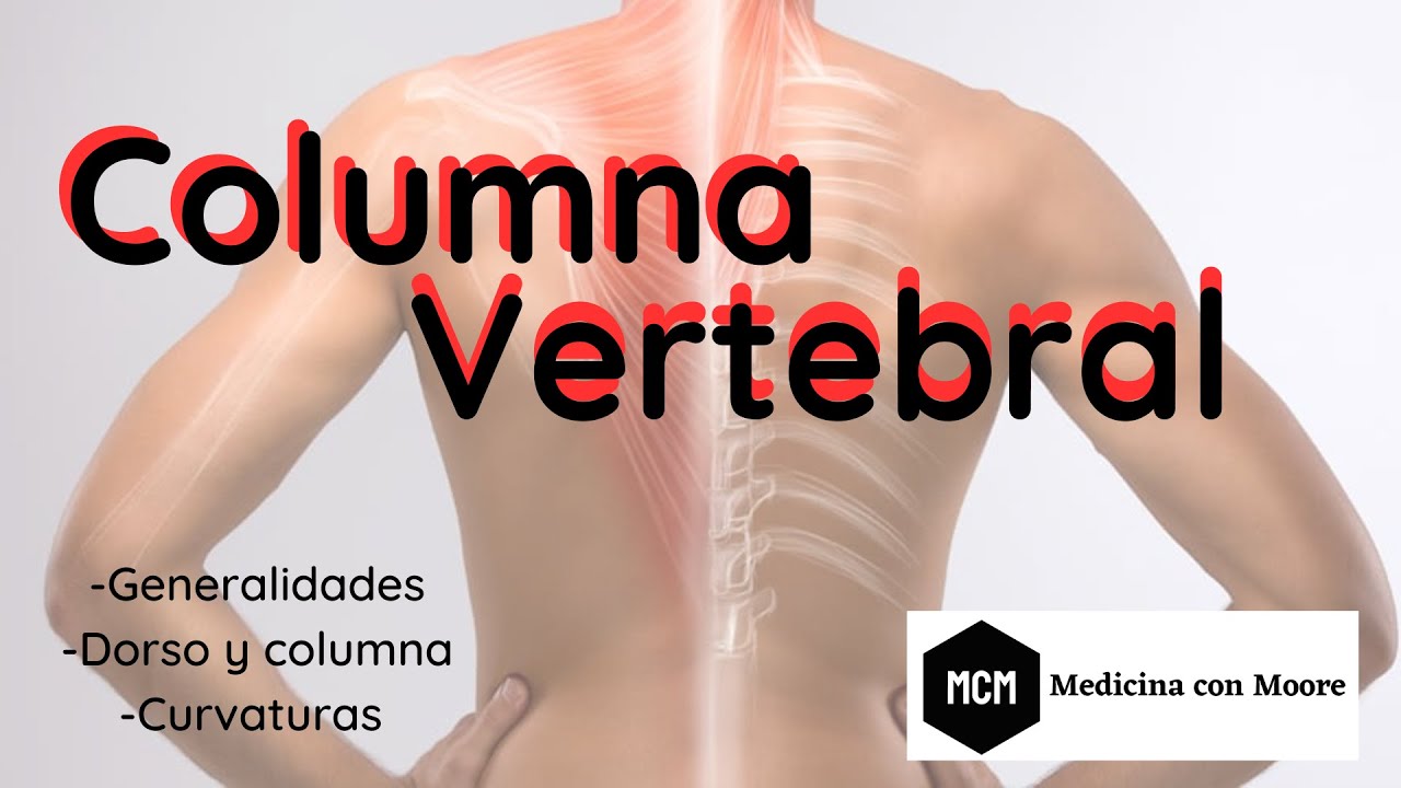 Generalidades del dorso y de la columna vertebral | Medicina con Moore