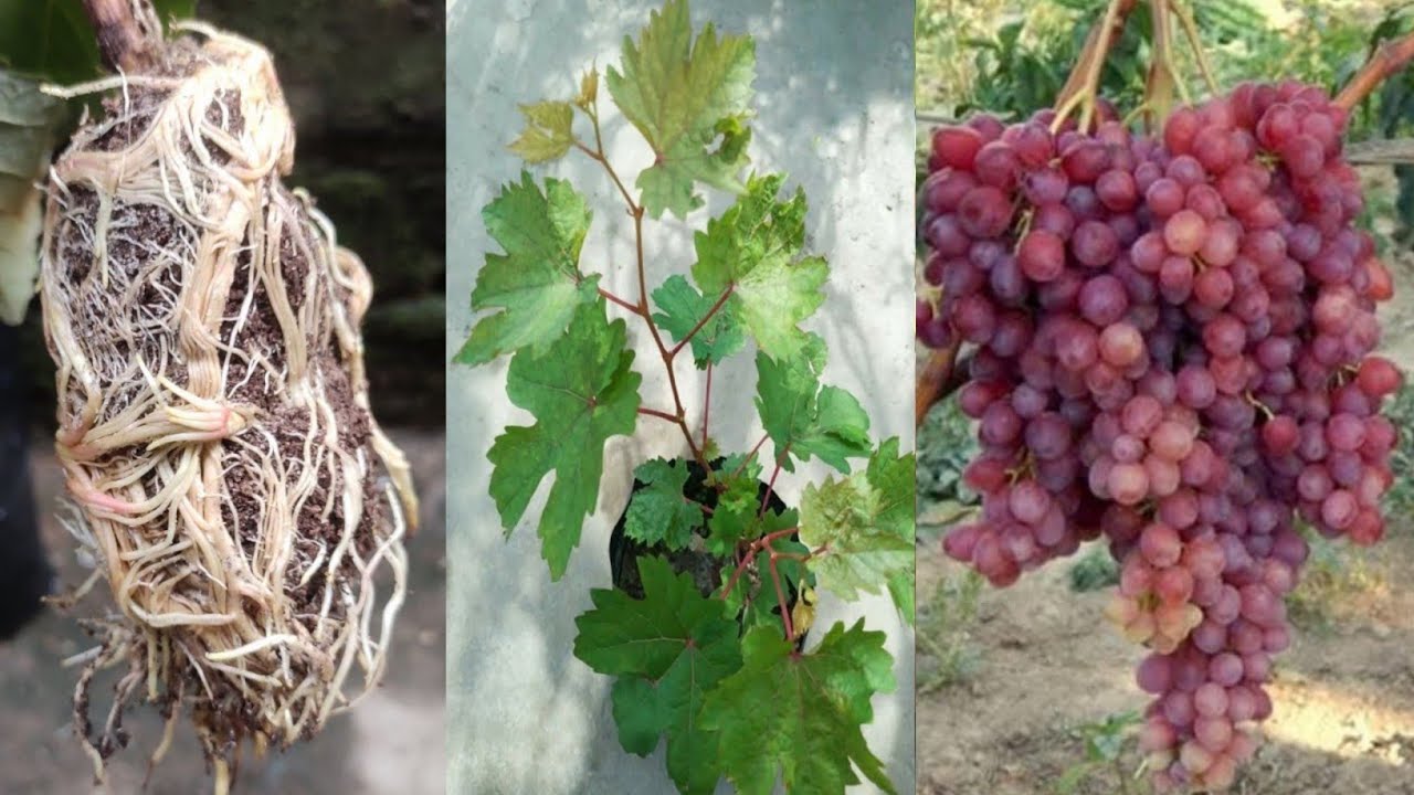 How To Propagate Grape Trees By Air Layering - With 100% Success! The Best Air Layering Methods.