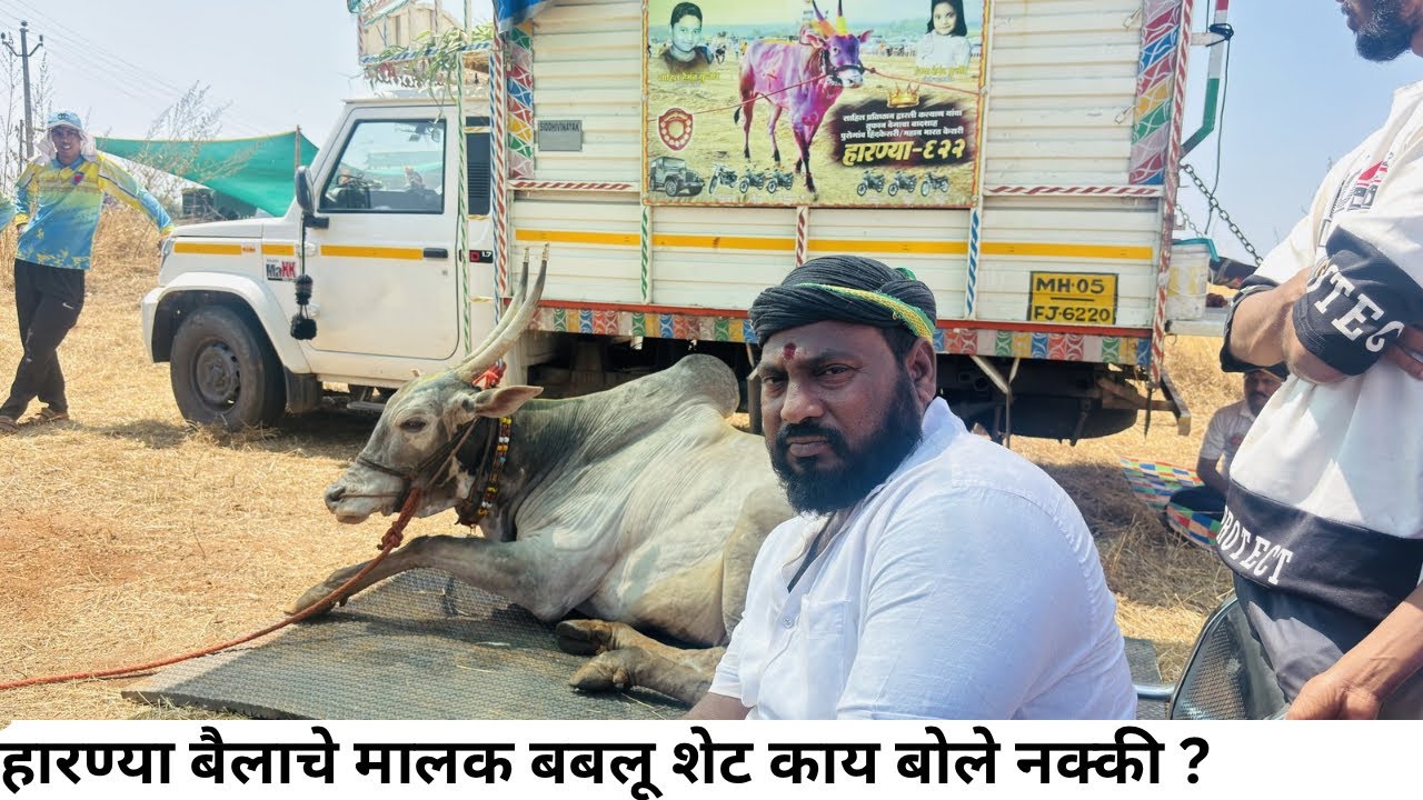 हारण्या बैलाचे मालक बबलू शेट काय बोले नक्की ?  