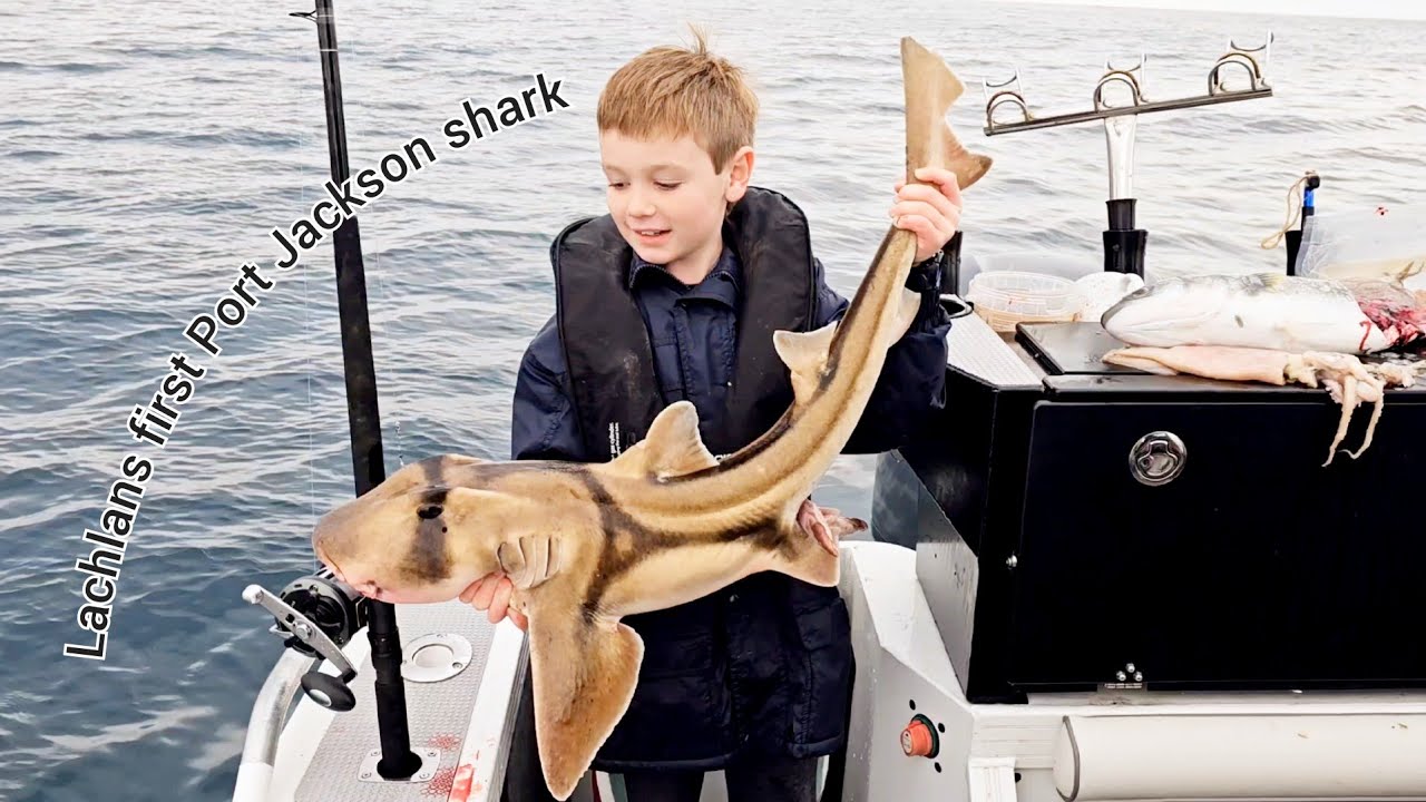 Lachlans first Port Jackson shark!
